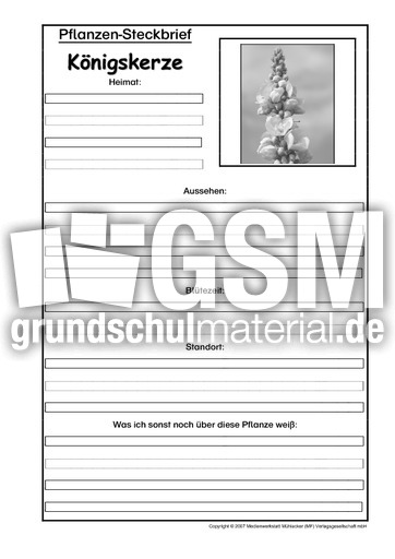 Pflanzensteckbrief-Königskerze-SW.pdf